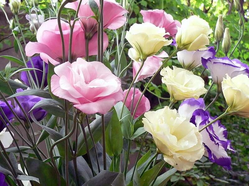 Эустома из семян. Эустома грандифлорум. Вырастить эустому видео. Эустома арена ред. Эустома рози лилак.