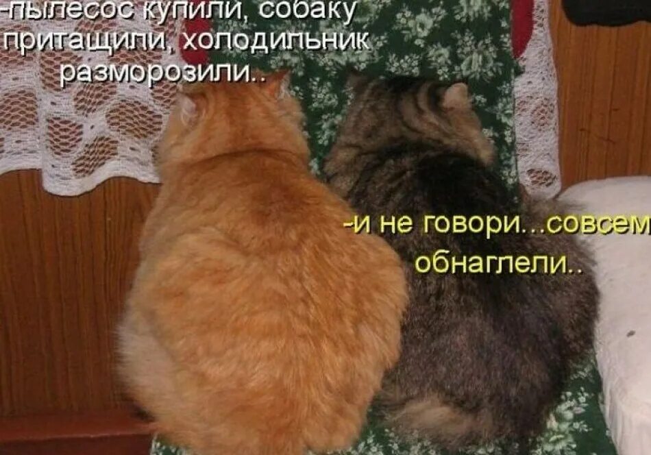 Коты с надписями. Котики с прикольными надписями. Кот смешные надписи. Смешные коты с надписями.