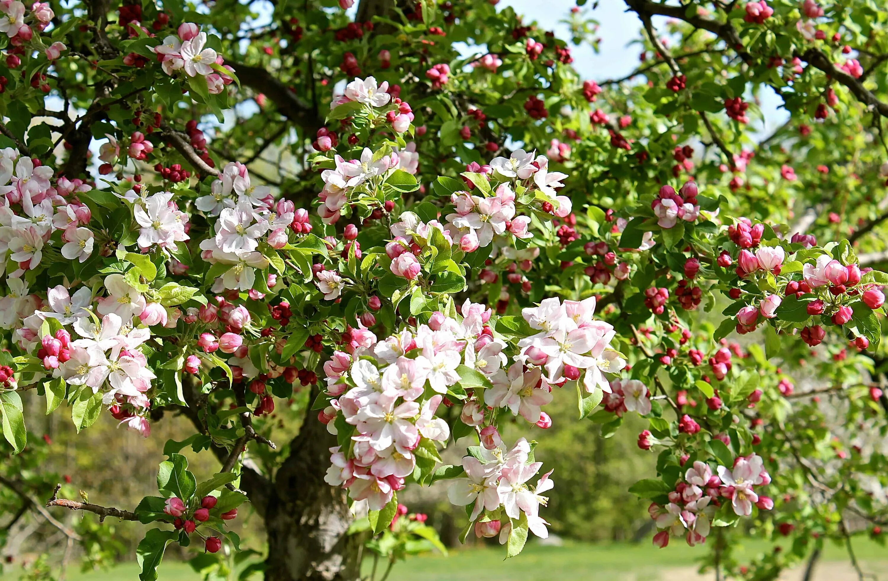 Ремикс яблоня. Дерево яблони Жарден. Яблоневый цвет (Malus domestica). Яблоня Malus hyvingiensis. Яблоня (Malus) «Жизель».