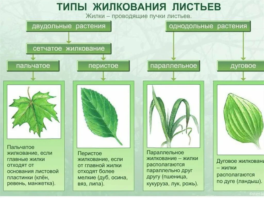Внешний вид листьев. Типы жилкования листа. типы жилкования листьев. что такое лист листовая пластинка черешок жилки. жилкование листа типы биология.