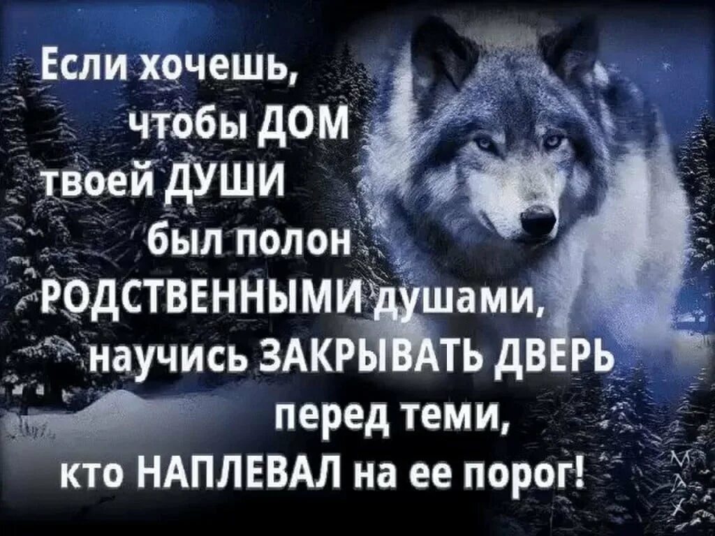 Про жизнь волков. Статусы с волками. Статусы про Волков. Статусы про Волков со смыслом. Статусы картинки Волков.