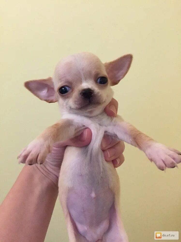 супер мини чихуахуа. чихуахуа шоколадный микро. микро мини чихуахуа. чихуахуа мини. чихуахуа мини.