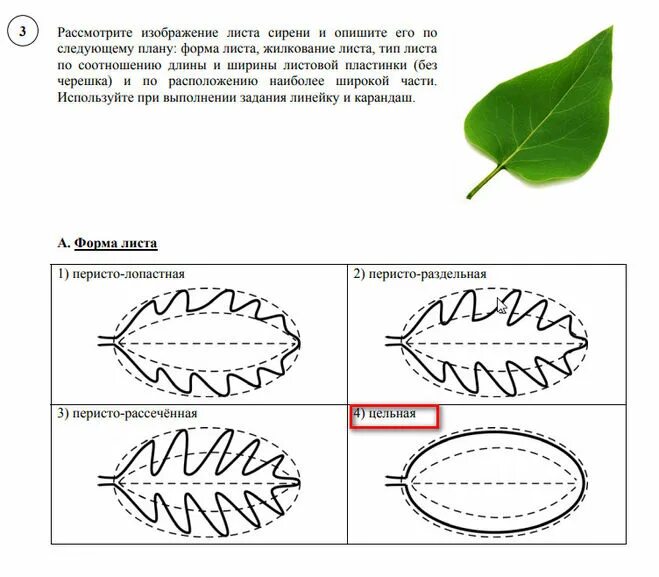 Сирень венгерская в ландшафтном дизайне: размножение, посадка и уход