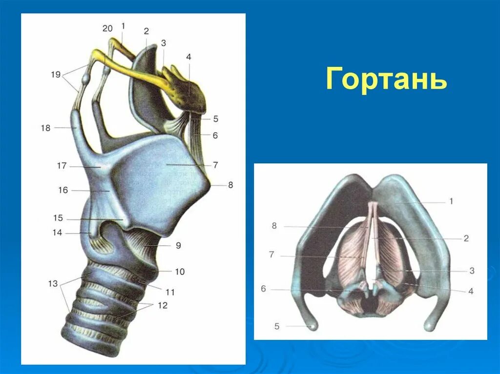 На рисунке изображено строение гортани выберите две. Возрастные особенности гортани.