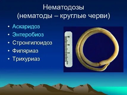 Нематодозы это