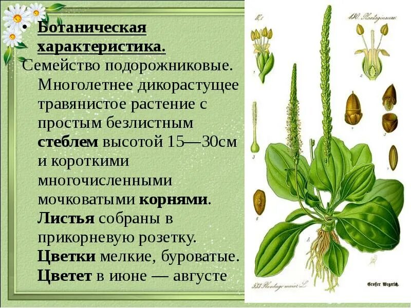 Значение в области какой ботанической. Внешнее строение подорожника. Подорожник большой характеристика. Ботаническая характеристика подорожника большого. Подорожник большой строение.