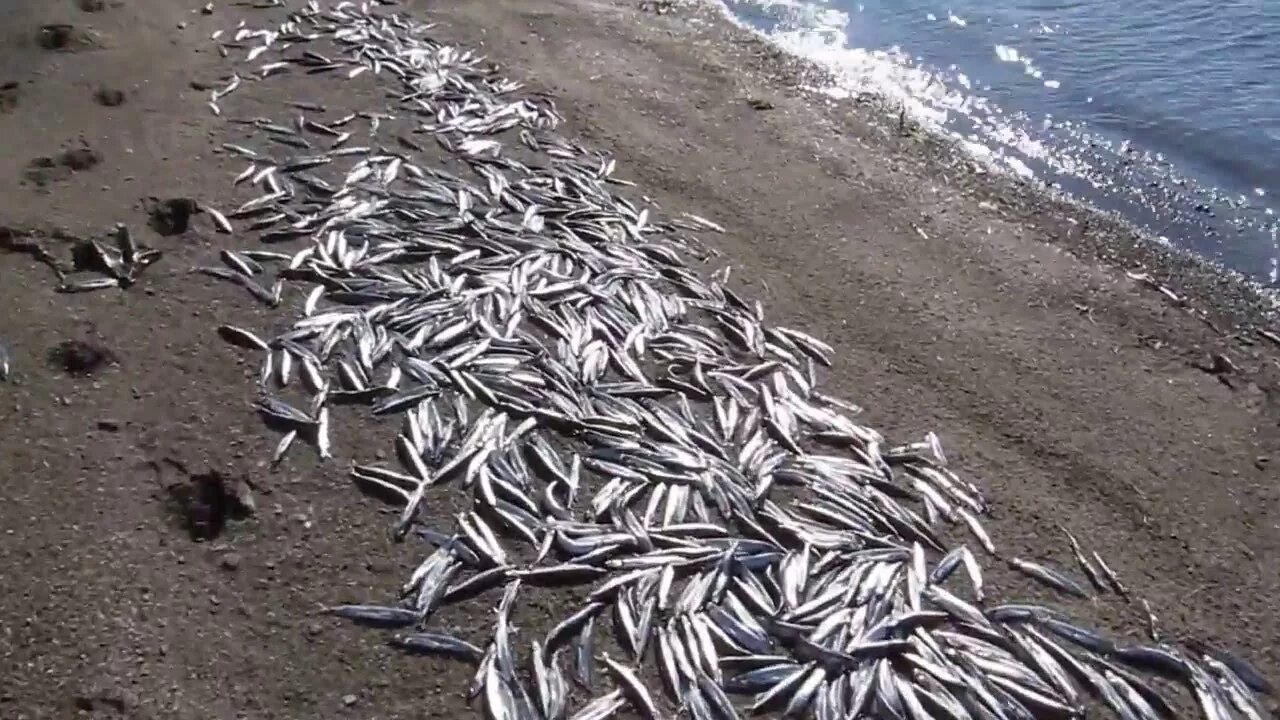 Пляж Датта Ванинский. Мойва Охотское море. Рыба выброшенная на берег. Рыбы выбрасываются на берег.