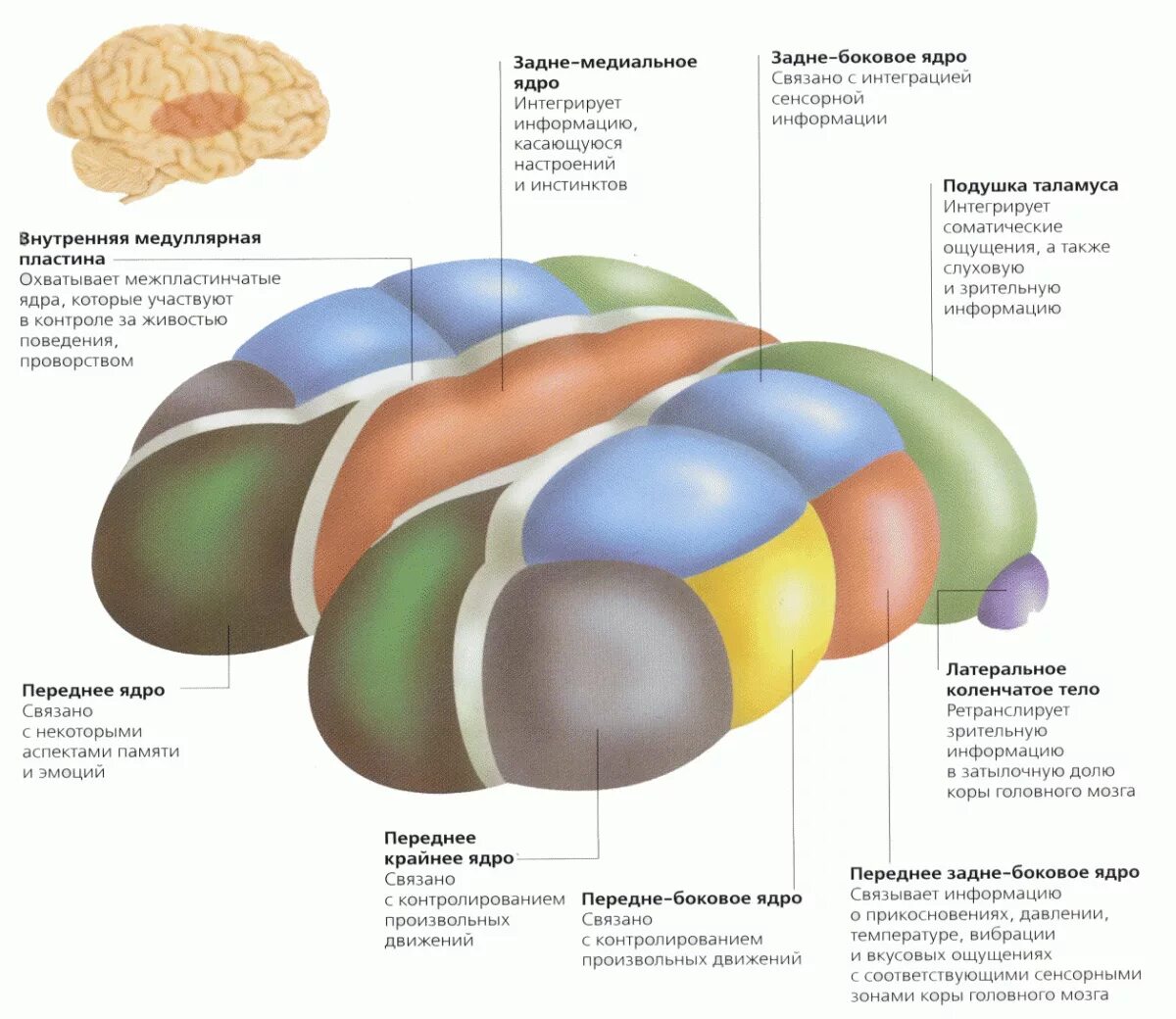 Каковы функции таламуса. Ядра таламуса мозг. Ядра таламуса промежуточного мозга. Зрительные ядра таламуса. Промежуточный мозг таламус строение.