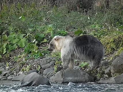 Silver bears