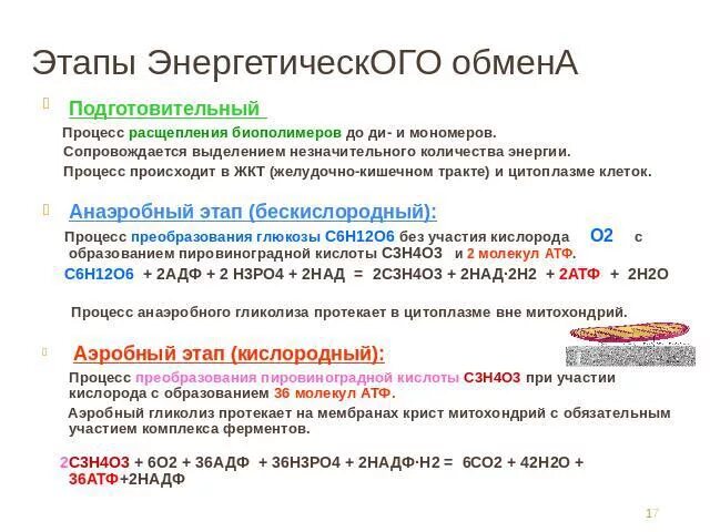 Расщепление биополимеров происходит в. Этапы энергетического обмена. Этапы энергетическоготобмена. Подготовительный этап энергетического обмена. Энергетический обмен схема.