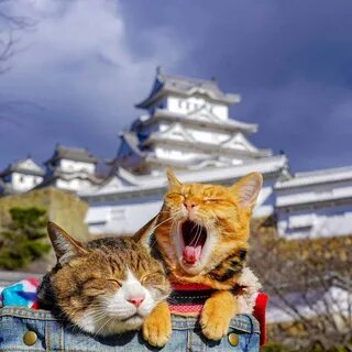 Meet Daikichi and Fuku-chan - World’s Most Traveled Cats! 