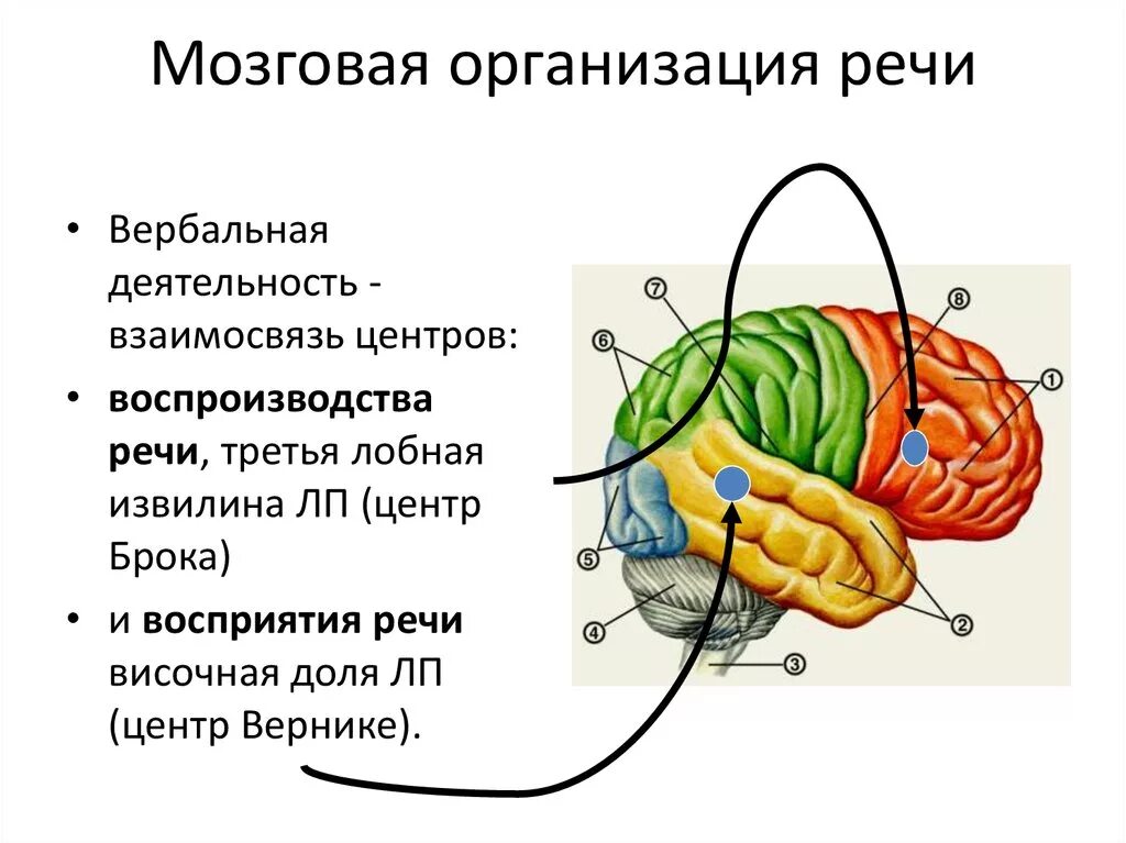 Уровень организации мозга. Мозговая организация речевой функции.. Схема мозговой организации речевых функций. Речевые структуры мозга. Формирование речи в мозге.