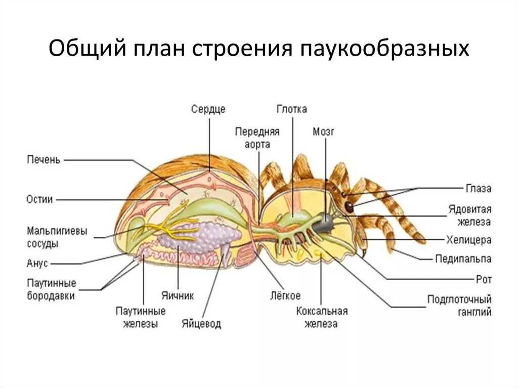 Тип нервной системы у паукообразных. Нервная система паукообразных. паукообразные пауки внутреннее строение. пищеварительная система паукообразных 7 класс. выделительная система паука крестовика.