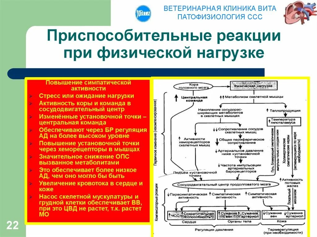 Регуляция ад при физической нагрузке. Механизмы изменения артериального давления при физической нагрузке. Реакции регуляция активности реакции. Механизмы изменения деятельности сердца при физической нагрузке. Физических нагрузок кровообращение