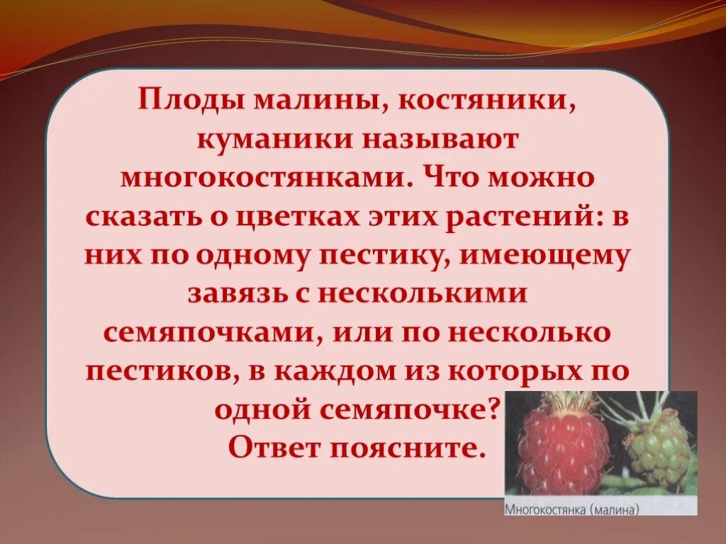 Почему плоды образуются. Презентация 6 класс образование плодов и семян. Образование семян и плодов 6 класс биология. Плод костянка и многокостянка. Плод малины многокостянка.