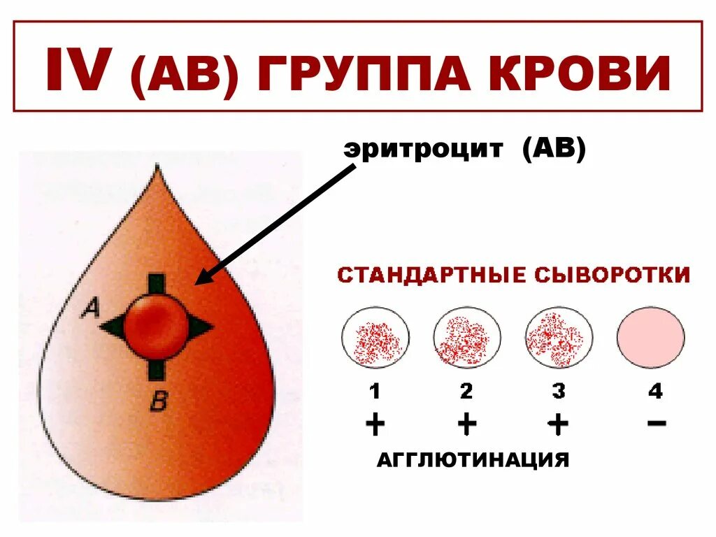 Группа крови легко