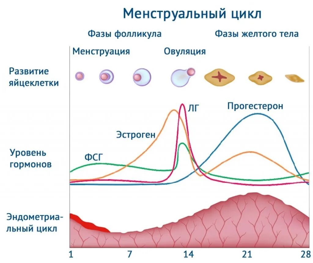 Разная длина цикла