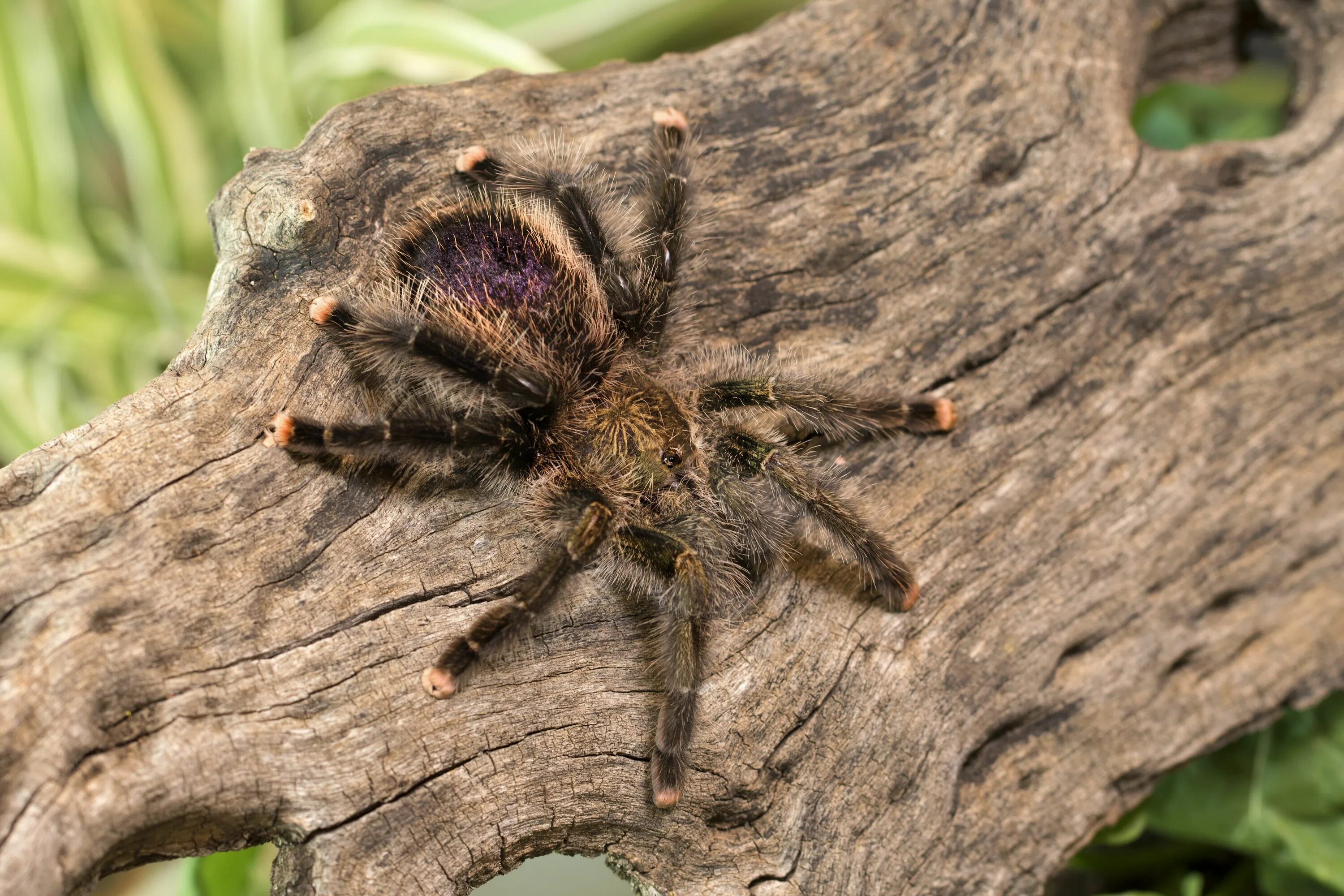 Тарантул это паук. Паук тарантул. тарантул арахнид. brachypelma albopilosum. волосатый паук.