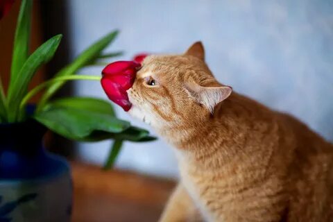 Тюльпаны и кошки вред
