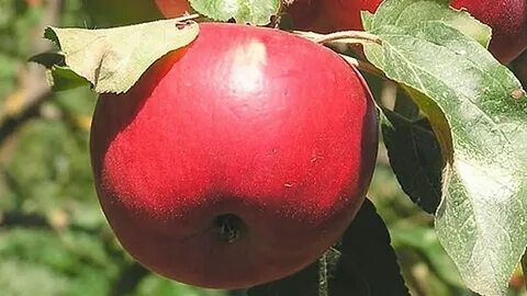 Яблоня антей