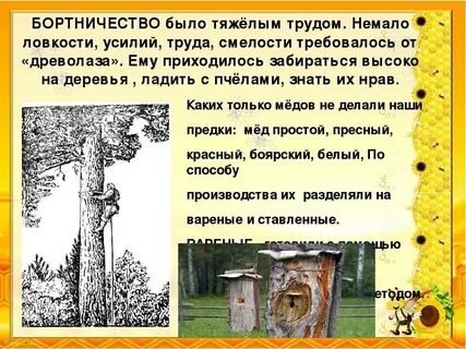 Бортничество в жизни средневековой руси