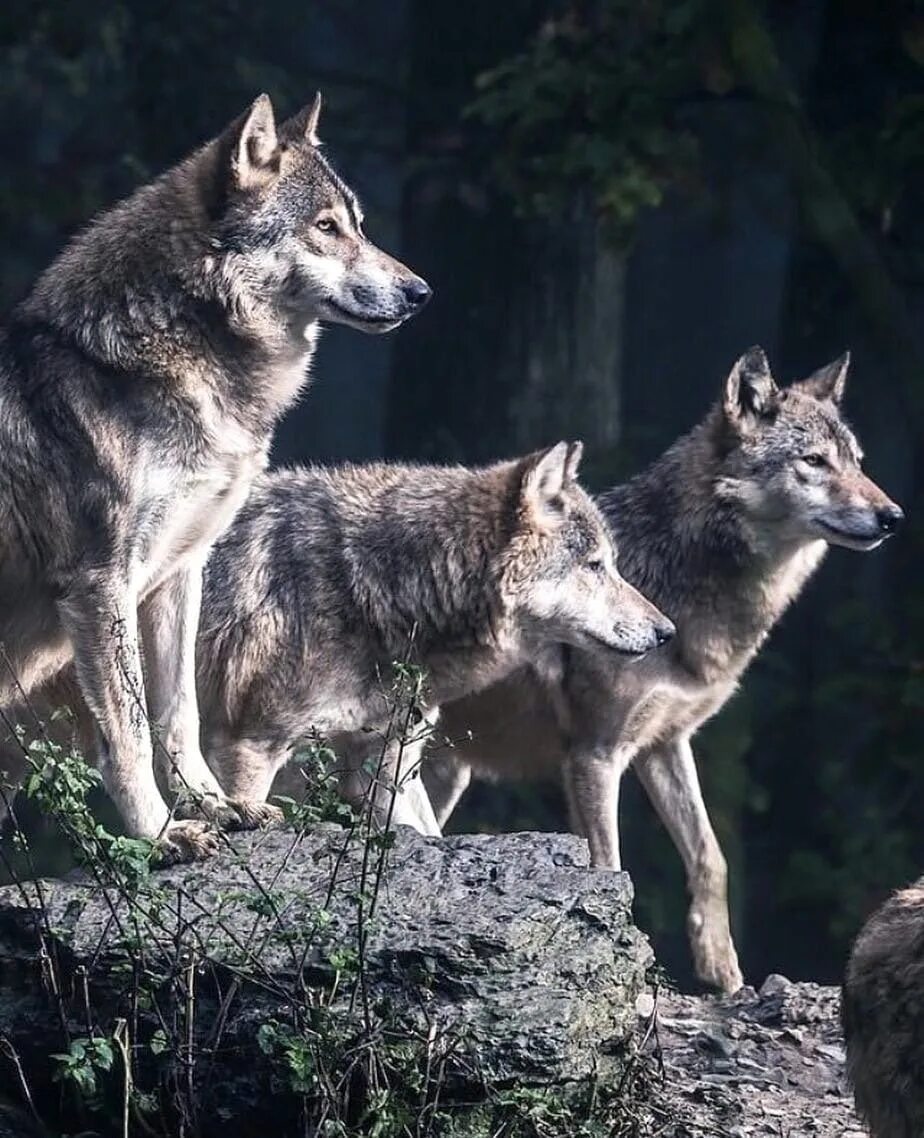 Волк наблюдает. Волчья стая / Wolf Pack. Три волка.