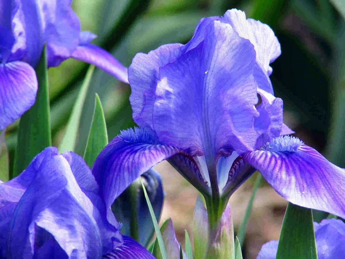 Ирисы бородатые якименко. Ирис lavender breeze. Ирис соцветие. Ирис бородатый амстердам amsterdam. Алмазная мозаика гранни ирис.