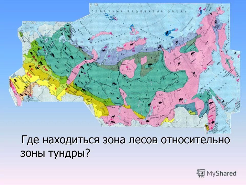 зона лесов расположена в поясе. зона лесов расположена в поясе. влажные экваториальные леса азии карта. зона лесов 4 класс окружающий мир. зона лесов расположена в поясе.