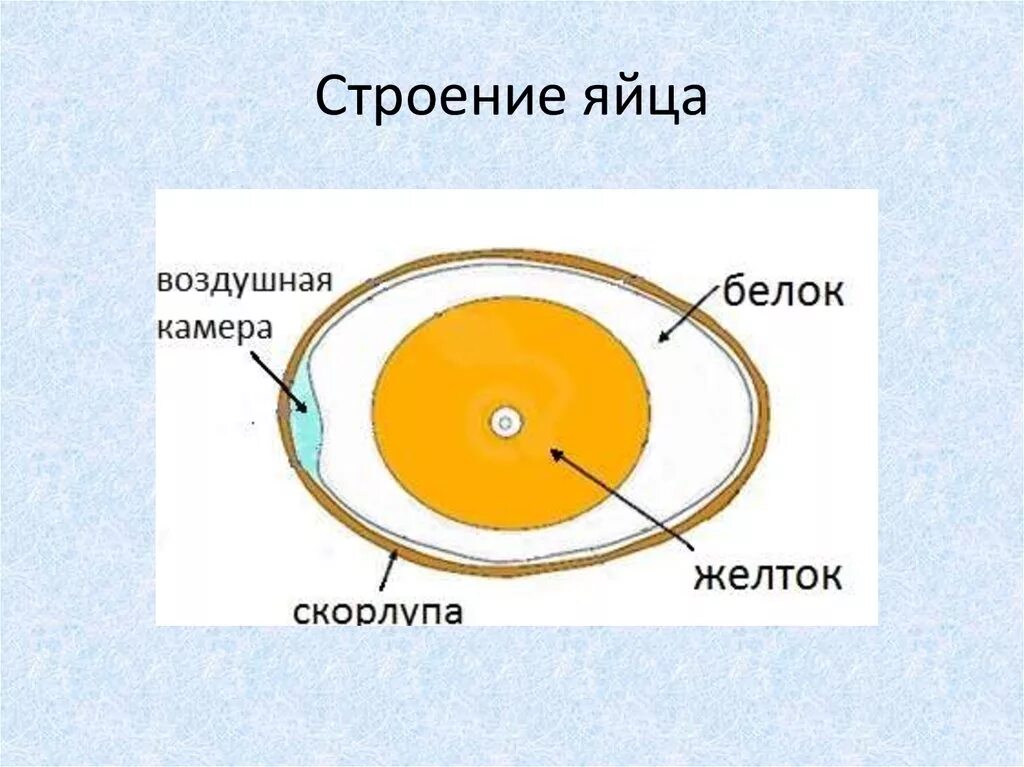 Схема строения яйца курицы. Схема строения яйца птицы. Схема строения яйца птицы рисунок. Внутреннее строение яйца птицы структуры.