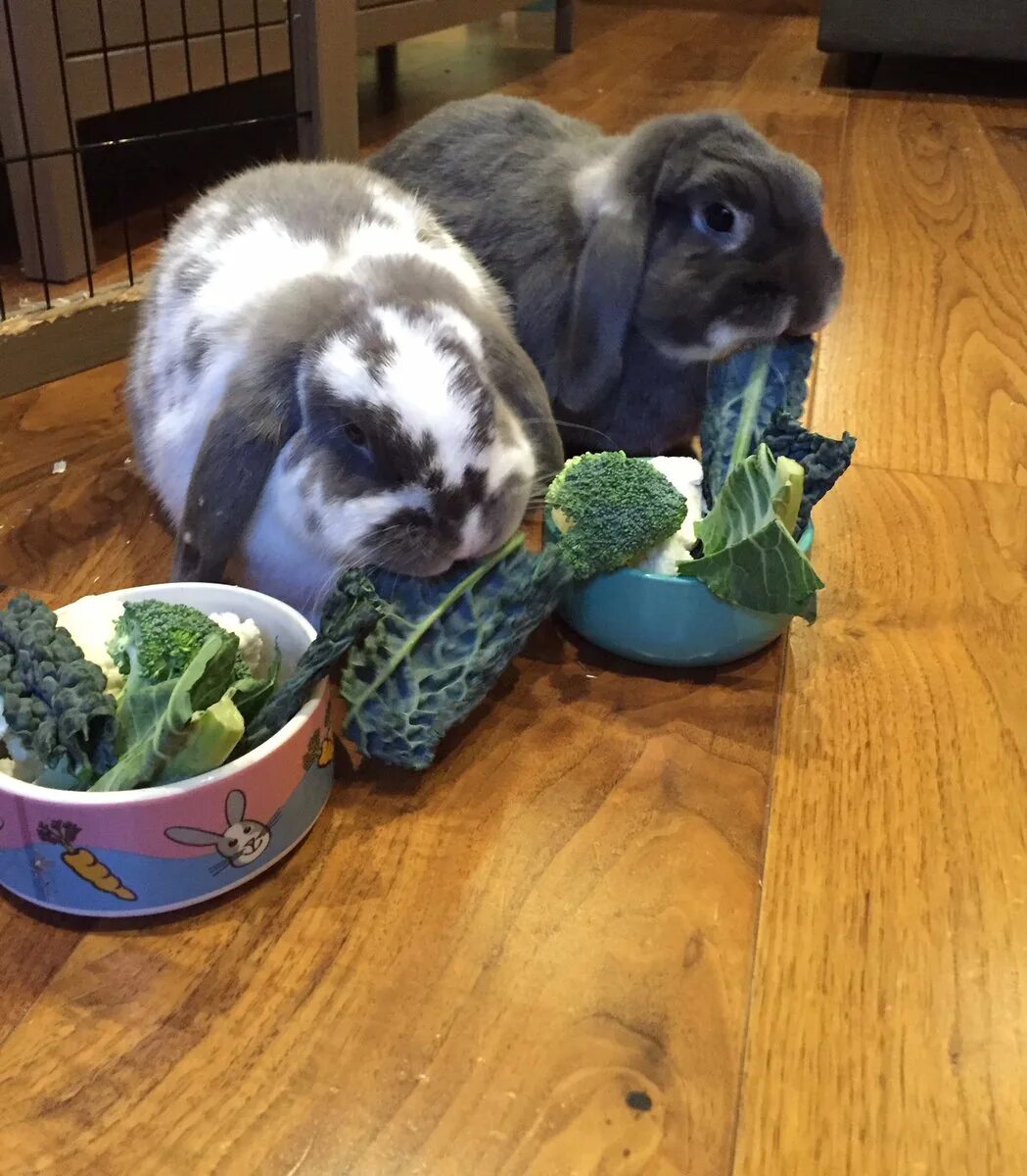 Можно давать кроликам капусту. Овощи для кролика декоративного. Еда для кроликов декоративных. Кролик ест капусту. Кролик с капустой.
