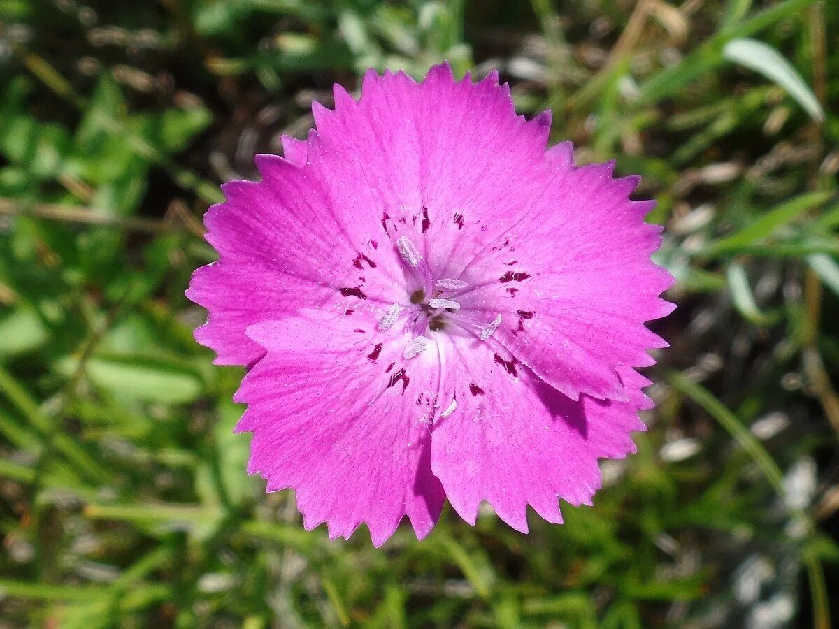 Гвоздика лесная. Гвоздика разноцветная ( Dianthus versicolor). Гвоздика широковетвистая. Гвоздика Степная. Dianthus uralensis.