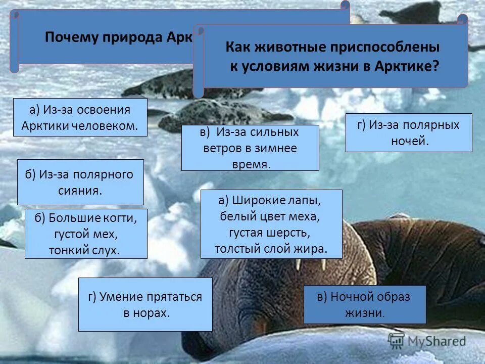 приспособления животных белый медведь. как животные приспосабливаются к холоду. доклад о животных арктики. сообщение о арктических животных. как приспосабливаются животные.