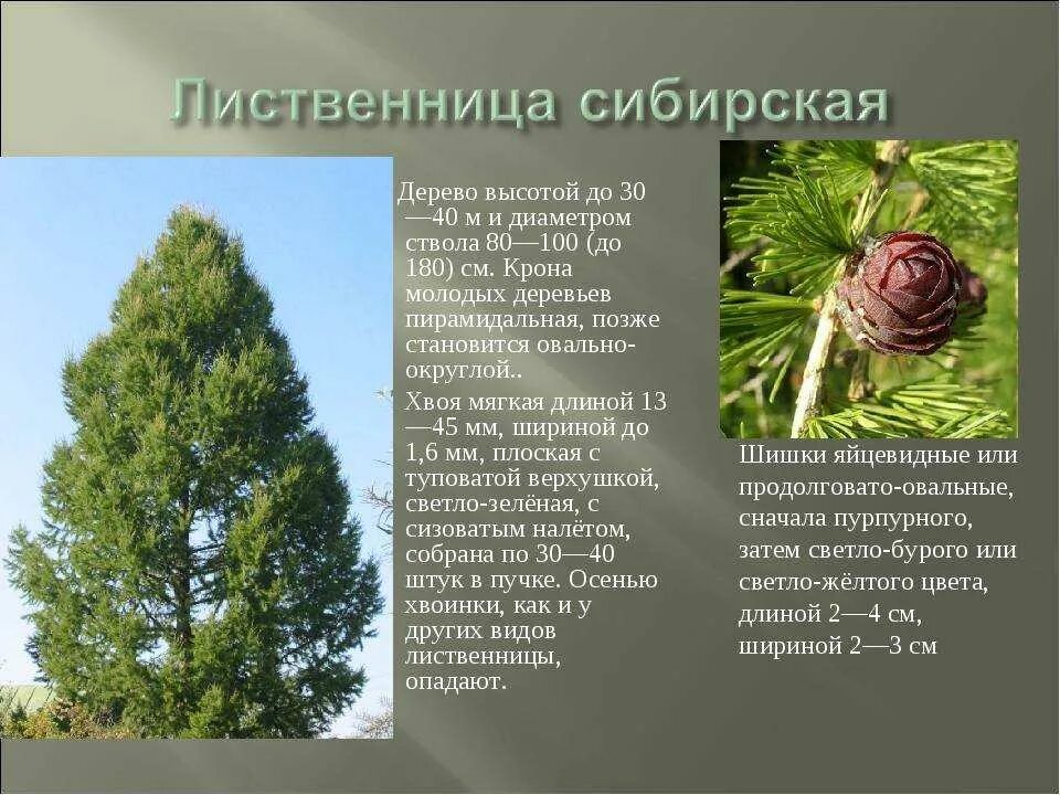 Сообщение о лиственнице