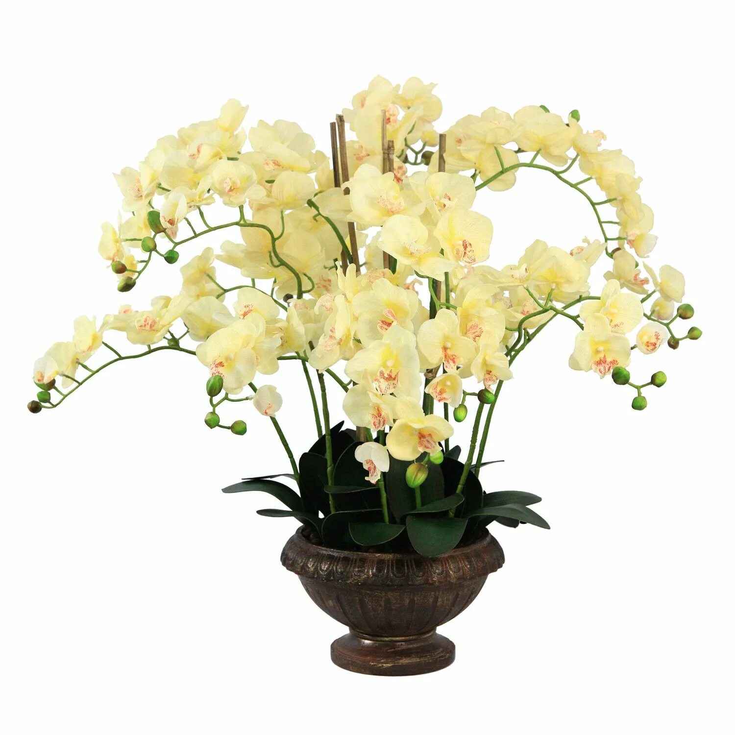 Купить желтую орхидею в горшке. Орхидея Дендробиум. Орхидея Дендробиум фаленопсис. Орхидея Дендробиум Икебана. Орхидея Дендробиум светло-желтая.