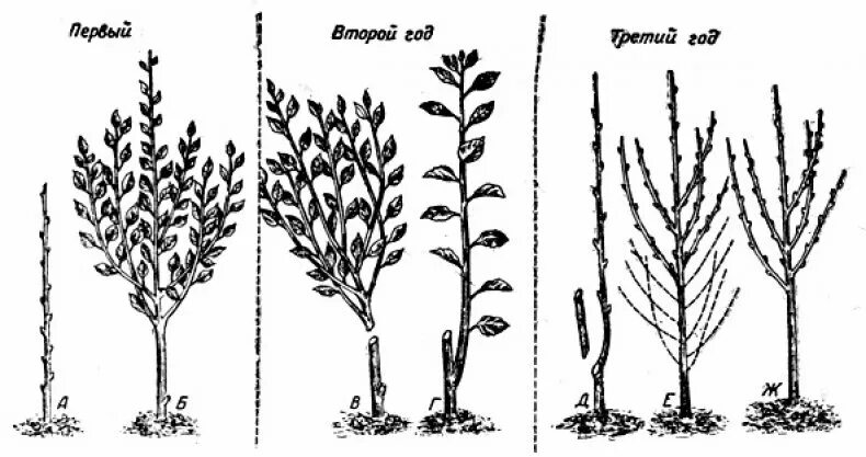 Как правильно обрезать колоновидную яблоню весной. Колоновидные яблони схема обрезки. Схема обрезки колоновидных яблонь весной. Схема обрезки колоновидной яблони. Обрезка колоновидной яблони весной.