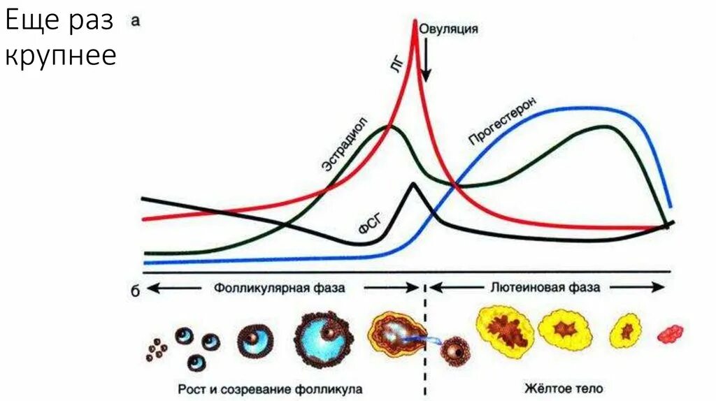 Фазы менструального цикла фолликулярная овуляторная лютеиновая. Фазы менструационного цикла прогестерон. Гормональные фазы менструационного цикла. Лютеиновая фаза менструационного цикла. Сдвинулась овуляция