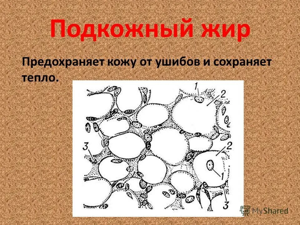 защита организма биология 10 класс. защита организма биология 10 класс. защита организма биология 10 класс. характеристика антигенпредставляющих клеток. форма и механизмы защиты биологической индивидуальности организма.