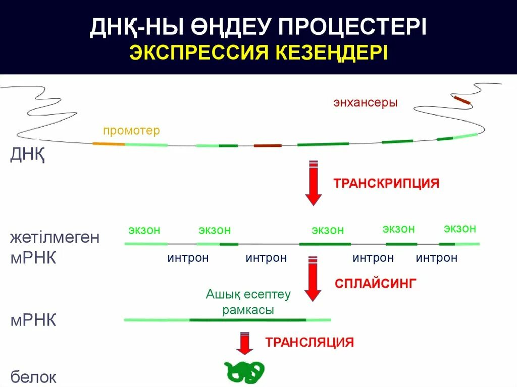 Сплайсинг эукариот. Сплайсинг интронов. транскрипция экзоны интроны сплайсинг трансляция. белковый сплайсинг. сплайсинг белка.