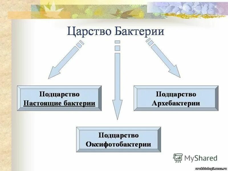 Привести примеры царства бактерий. Царство бактерий. Представители царства бактерий. Царство бактерий 5 класс. На что делится царство бактерии.