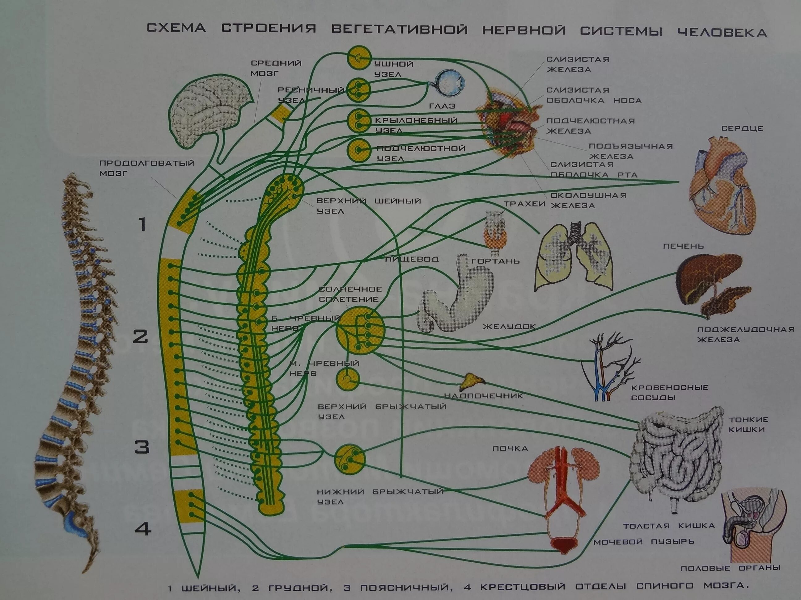 Где купить вегетативную. Схема вегетативной нервной системы человека. Ментальная карта вегетативная нервная система. Вегетативная нервная система плакат. Анатомический плакат вегетативная нервная система.