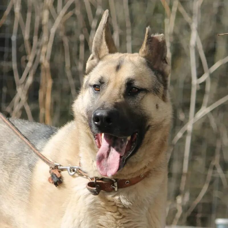 овчаркоманда спб. овчаркоманда спб. логотип приюта овчар команда вологда. овчарка на руках. овчар команда спб в контакте сегодня отдают собак.