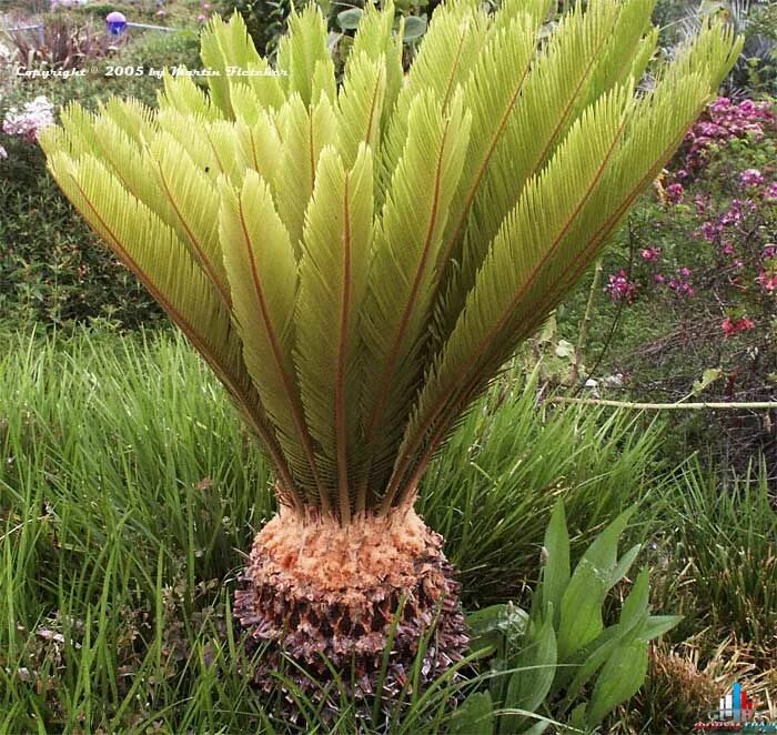 Саговниковые хвойные. Саговник поникающий. Саговник Армстронга (Cycas armstrongii). Cycas revoluta. Цветок Cycas revoluta.