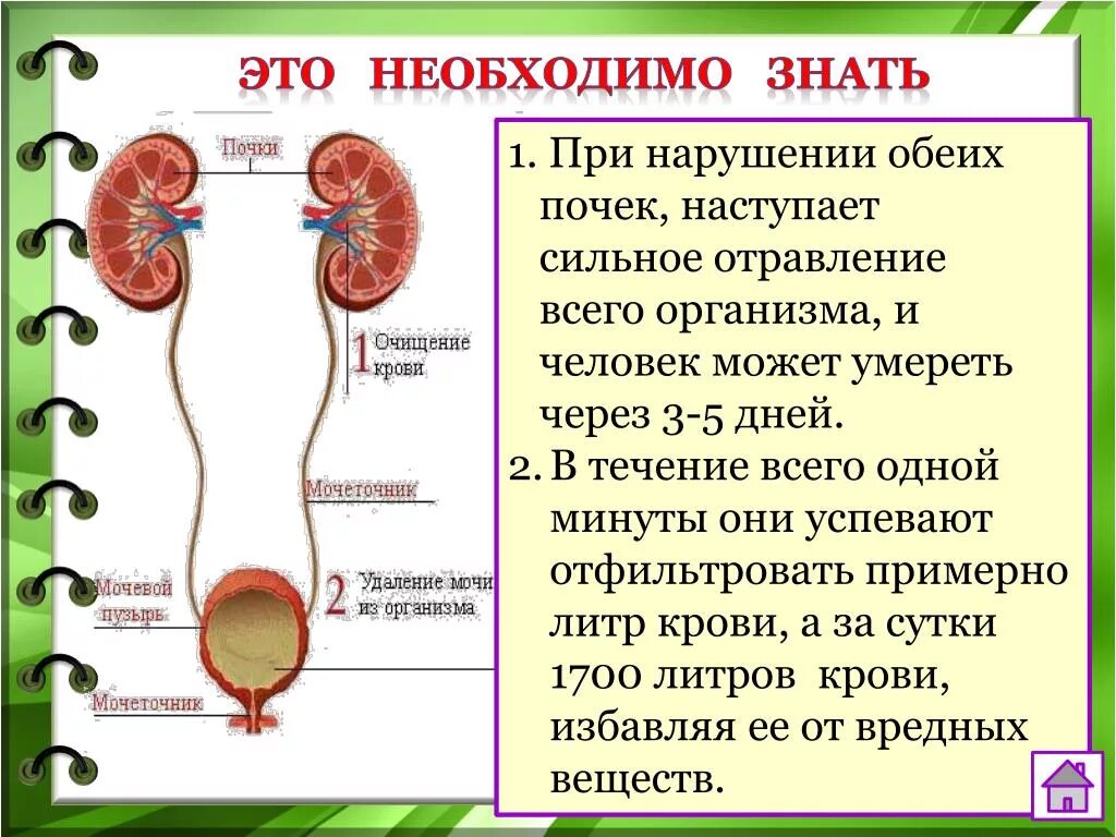 Мочевой пузырь выполняет функцию. Выделительная система человека. Органы выделительной системы. Строение органов выделения человека. Доклад о выделительной системе.