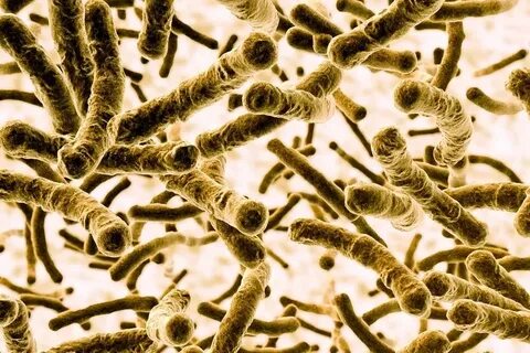 Белдіктері бар лесбиянки қос ену