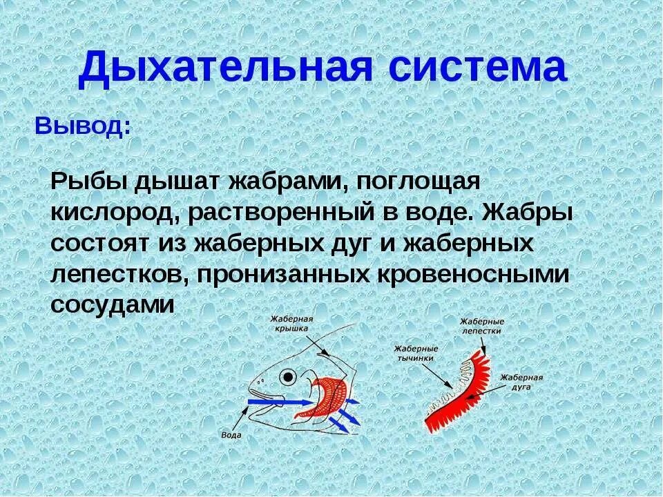 Схема жаберного дыхания рыб. Дыхательная система рыб для 4 класса. Строение дыхательной системы рыб. Дыхательная система система у рыб строение.