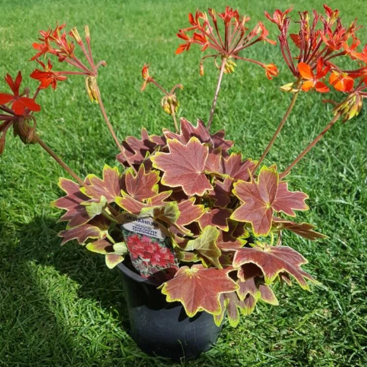 Пеларгония ванкувер. Пеларгония стеллар vancouver centennial. пеларгония pelargonium vancouver centennial. герань ванкувер сентенниал. пеларгония зональная toscana vancouver centennial.