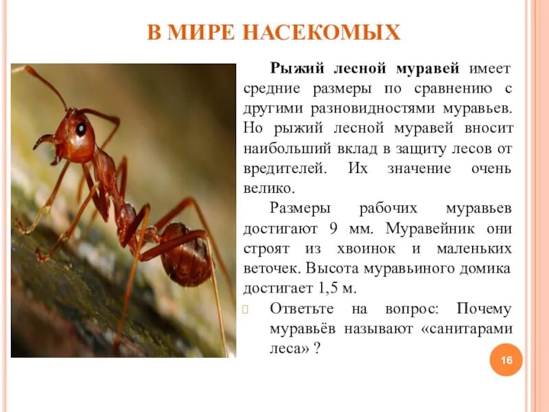 Рыжий Лесной муравей отряд. Доклад о муравье рыжий. Лесной муравей краткое содержание. Рыжий муравей размер. Текст муравей 2 класс