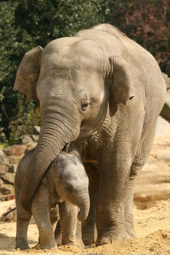 Слониха со слоненком. Слоненок с мамой. Волосы слона. Мама слониха.