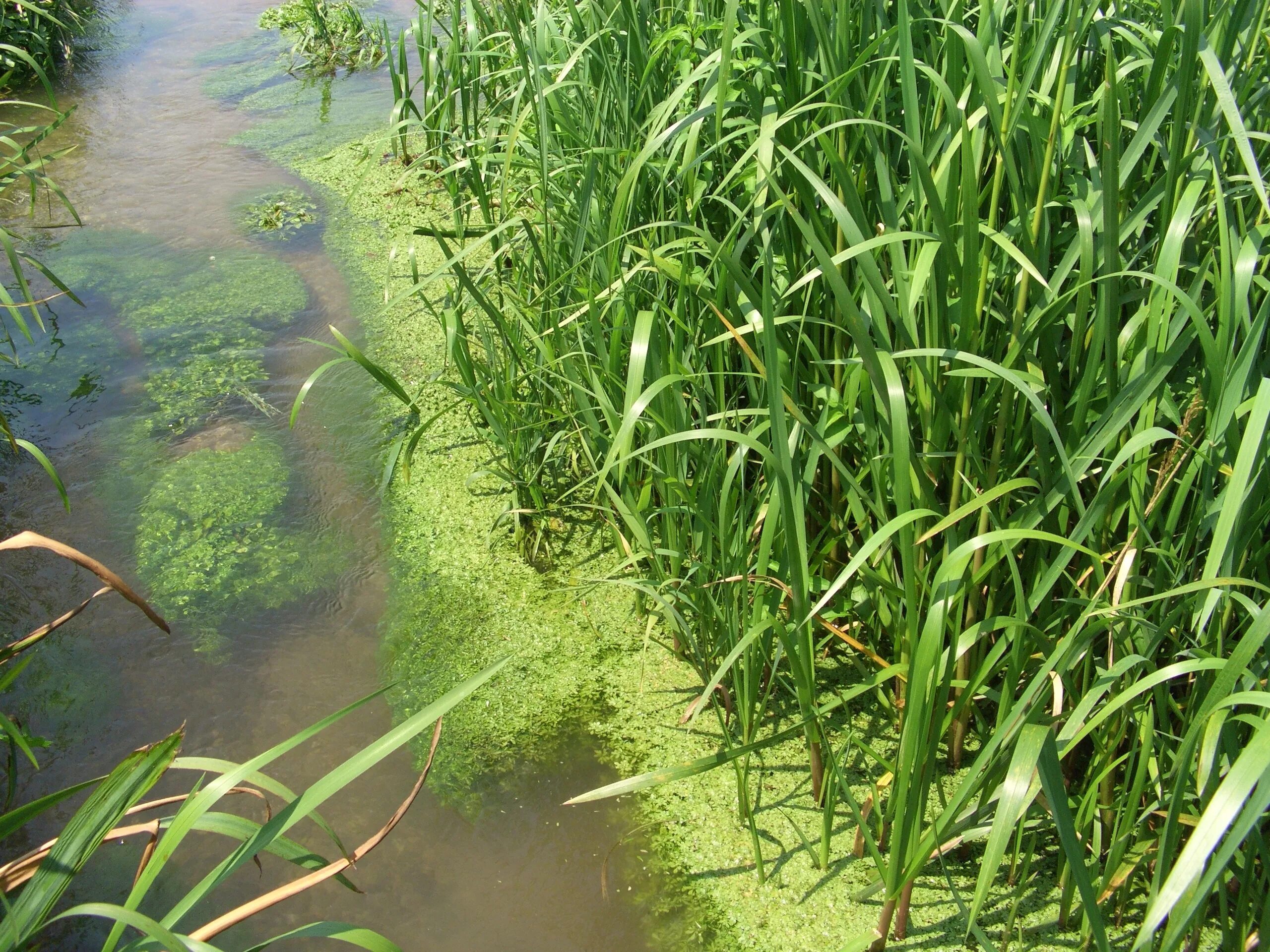 Водоросли гидрофиты. Водоросли в пруду. Пресные водоемы. Водоросли в пресной воде.