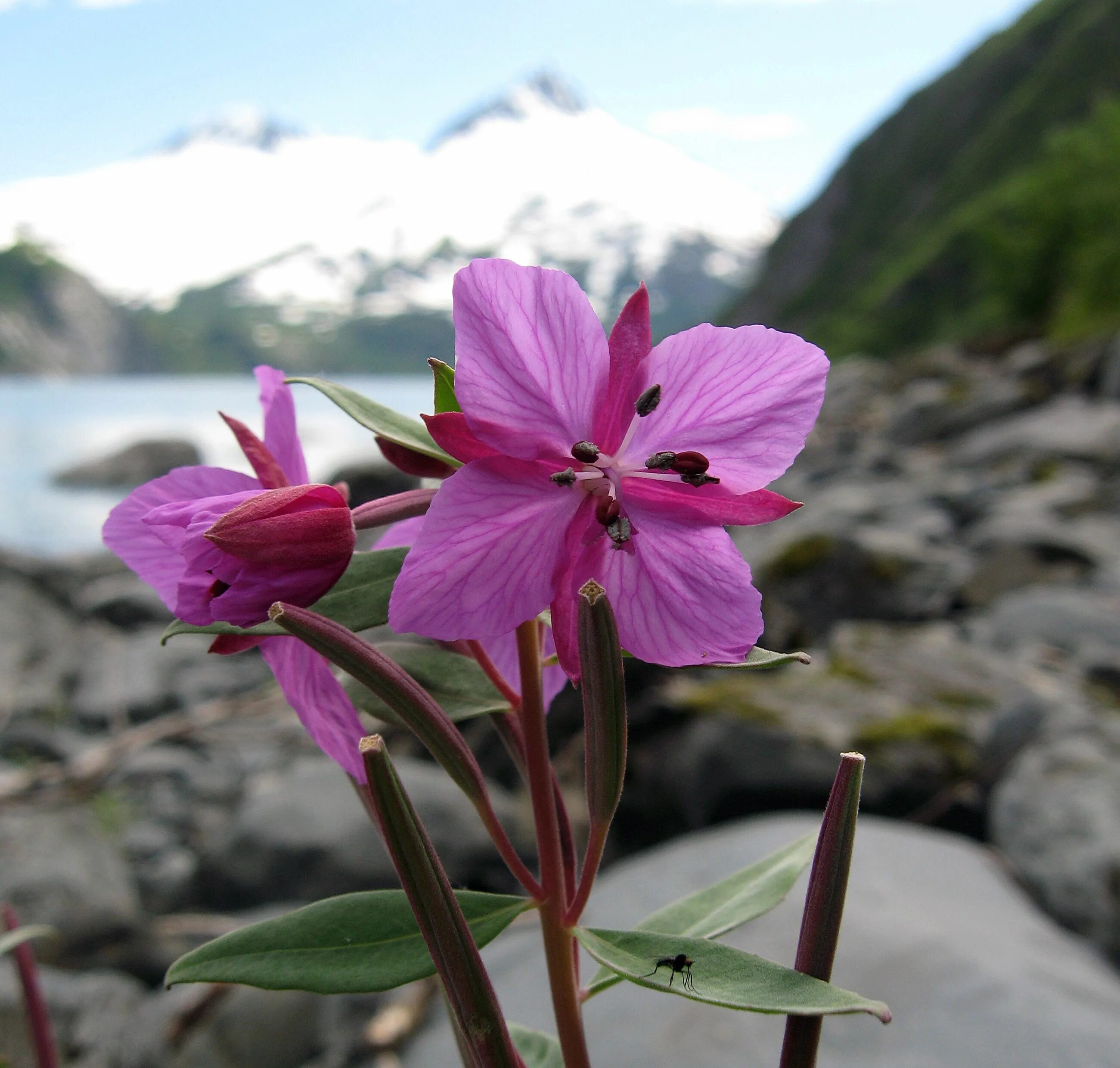 Цветок аляска. Аляска цветы. Лукантениум Аляска цветы. Растения Аляски. Краснокаренка как выглядит.